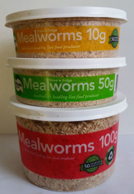 Picture of MEALWORMS 100GM