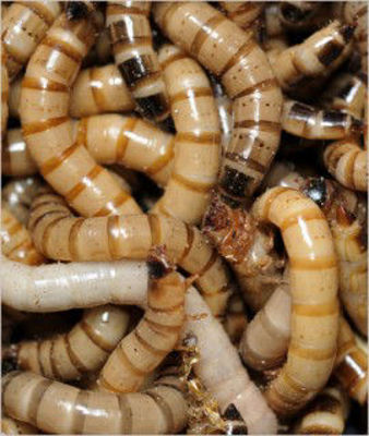 Picture of GIANT MEALWORM 25GM