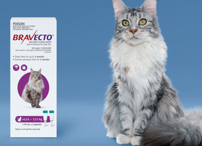 Picture of BRAVECTO SPOT ON CAT PURP 6.25-12.5KG