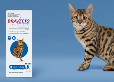 Picture of BRAVECTO SPOT ON CAT BLUE 2.8-6.25KG